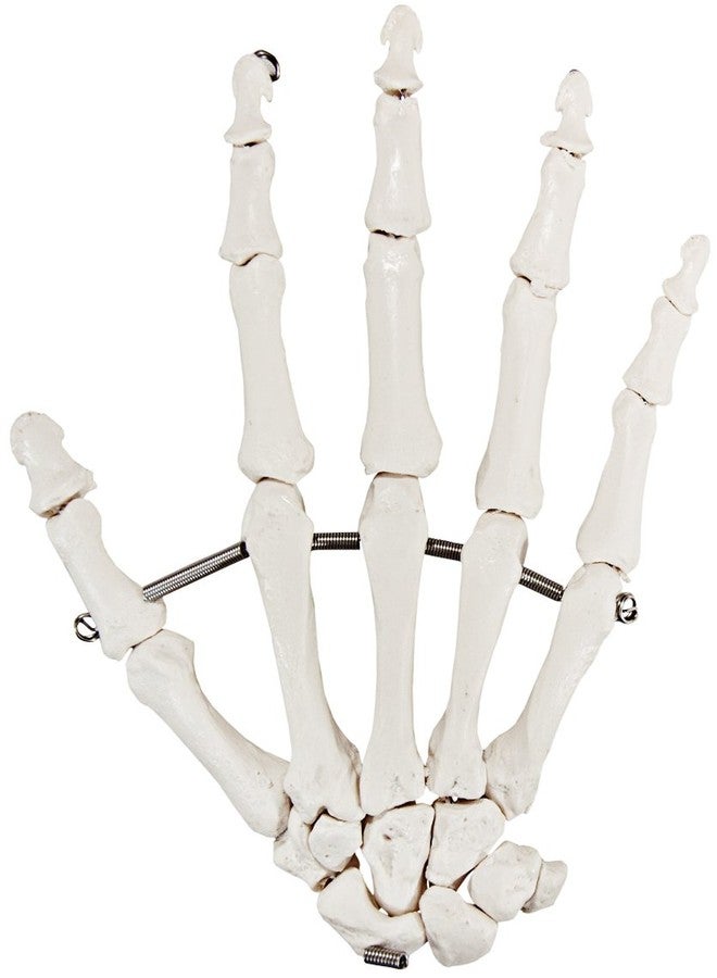 Axis Scientific Skeletal Hand | Right | Fully Articulated Flexible Hand Skeleton is Secured with Quality Wire to Demonstrate Movement | Includes Product Manual - Image 1